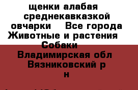 щенки алабая ( среднекавказкой овчарки) - Все города Животные и растения » Собаки   . Владимирская обл.,Вязниковский р-н